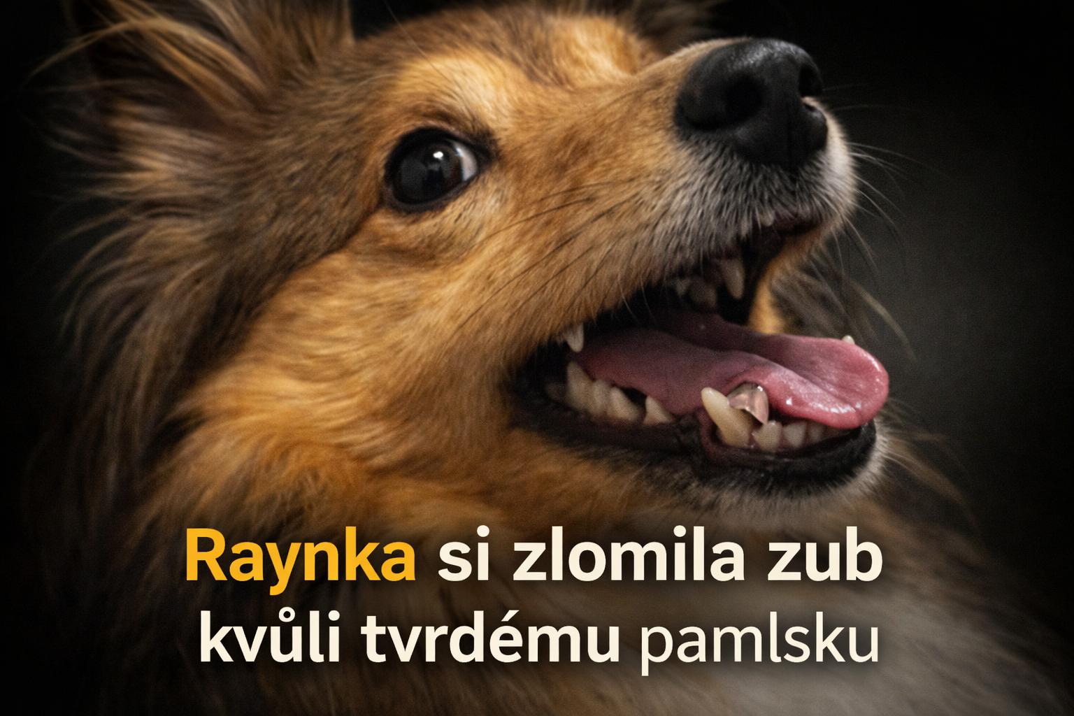 Pozor na tvrdé dentální pamlsky: moje zkušenost, která nás stála zub